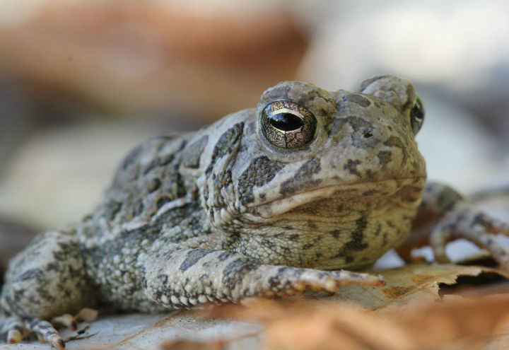 Fowlers Toad